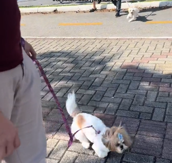 Influencer canina de Florian&oacute;polis foge de coleguinha canino – Foto: Tiktok littledogdior/ND