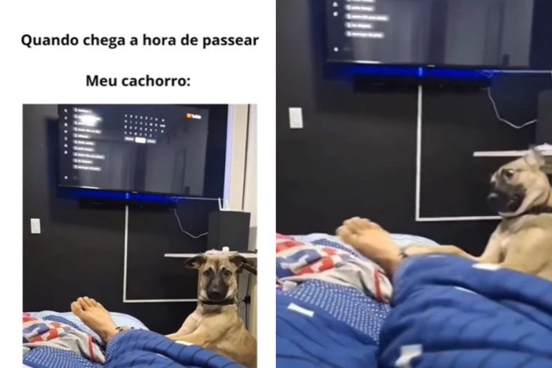 &nbsp; &nbsp; &nbsp; &nbsp; &nbsp;Cachorro acorda o dono de forma ‘delicada’ – Foto: Pets Cativantes/Reprodu&ccedil;&atilde;o/ND