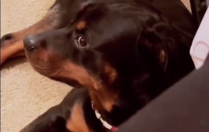 cachorro faz cara impagável ao ouvir pum de 'trompete' da tutora; veja