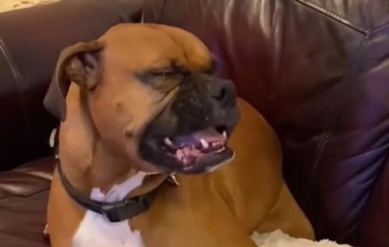 cachorro tem crise de espirro engraçada e diverte web; assista