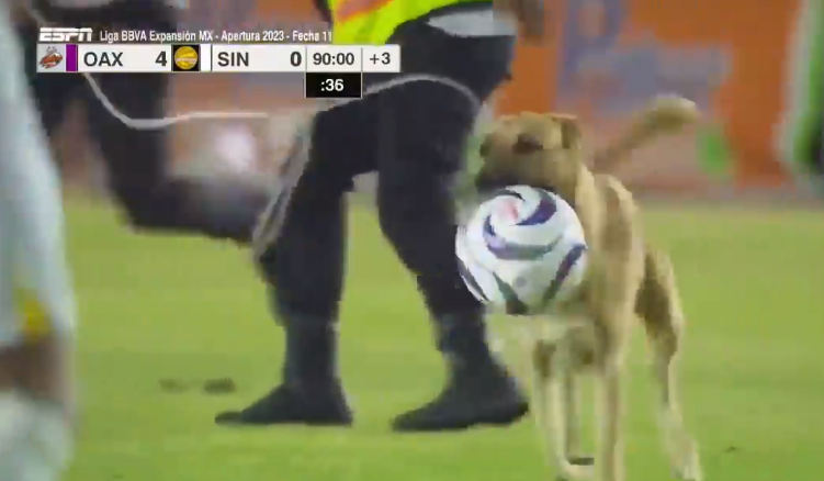 Cachorro invade campo e rouba bola durante jogo de futebol no México