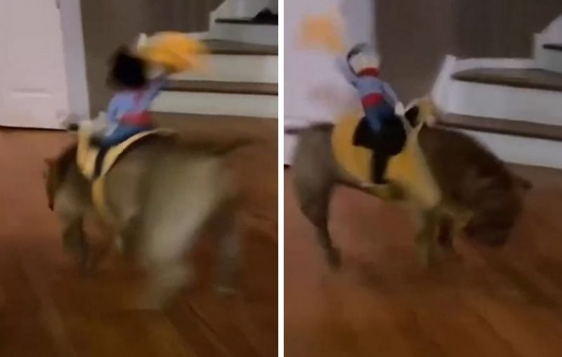 Cãoboy': cachorro 'boiadeiro' encarna touro e galopa com fantasia de  cowboy; assista