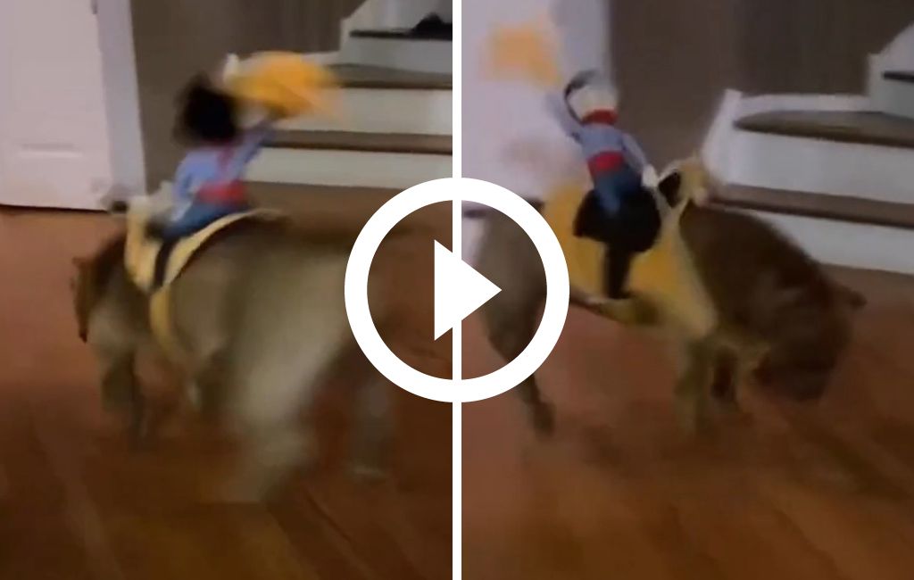 Cãoboy': cachorro 'boiadeiro' encarna touro e galopa com fantasia de  cowboy; assista