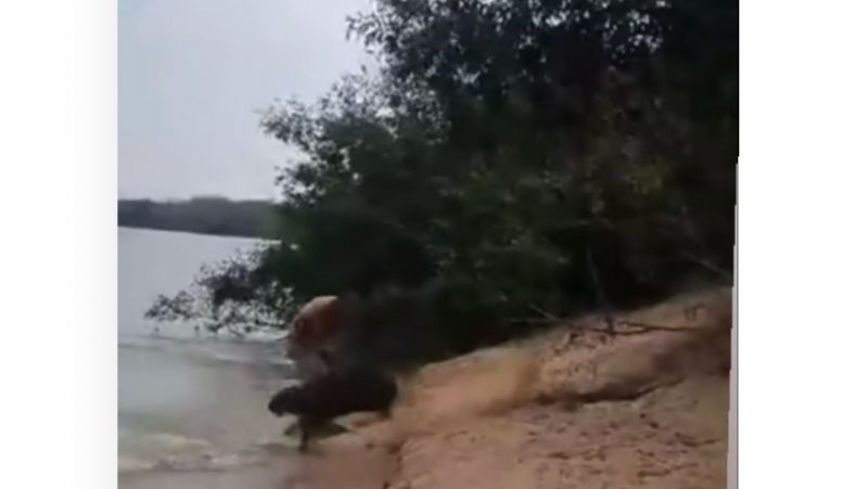 Animal sai da mata em velocidade, mas tem um indiv&iacute;duo no caminho – Foto: Reprodu&ccedil;&atilde;o