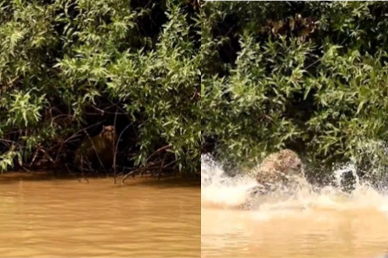 Capivara escondida é atacada por onça, mas foge com "olé" 