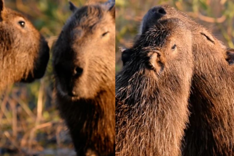 Momento chamou aten&ccedil;&atilde;o nas redes sociais – Foto: Reprodu&ccedil;&atilde;o/Redes Sociais/ND