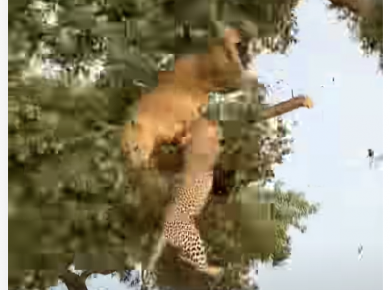 Felinos despencam do topo da &aacute;rvore durante briga por alimento – Foto: Reprodu&ccedil;&atilde;o