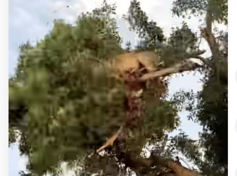 Leão e leopardo quebraram o galho da árvore com o peso