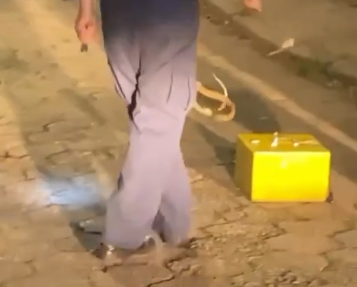 Serpente apareceu em frente a porta de resid&ecirc;ncia, no bairro C&oacute;rrego Grande – Foto: @mancachapuz/Instagram/Reprodu&ccedil;&atilde;o/ND