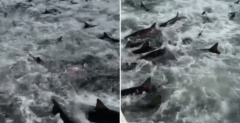 Dezenas de tubarões atacam barco