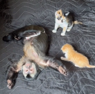 Macaca adota filhotinhos de gato – Foto: Tiktok oliviamacaca/ND