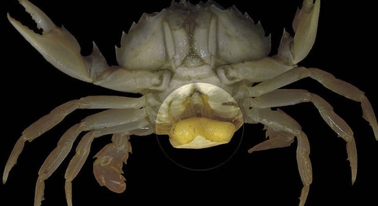 Parasitas foram encontrados em caranguejos – Foto: Reprodu&ccedil;&atilde;o/Hans Hillewaert (sob licen&ccedil;a Creative Commons)
