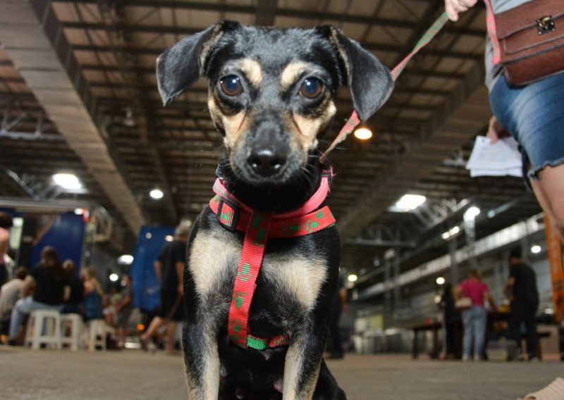Prefeitura de Blumenau contabilizou mais de 1000 animais castrados em mutirão   - Foto: Prefeitura de Blumenau/Reprodução ND