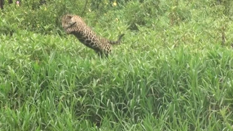 O jaguar salta para capturar uma presa que s&oacute; ela viu – Foto: Reprodu&ccedil;&atilde;o