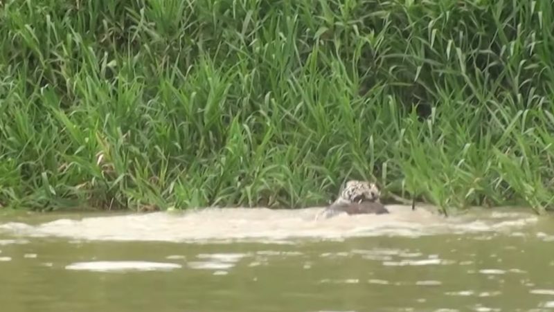 Onça arrasta capivara para fora do rio
