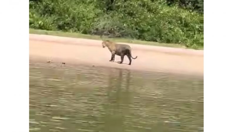 Onça caminha em areia à beira de rio no Pantanal