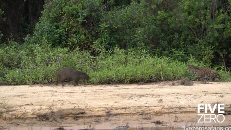 Perigo est&aacute; &agrave; espreita em dia de praia no Pantanal – Foto: Reprodu&ccedil;&atilde;o