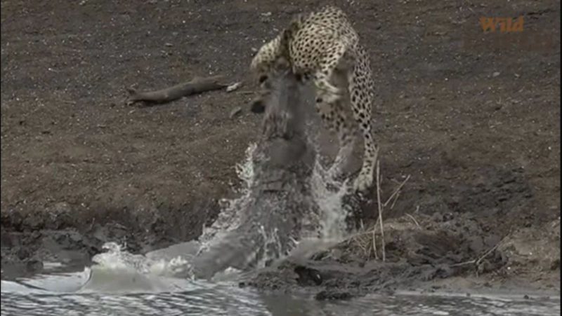 R&eacute;ptil foi mais r&aacute;pido do que o guepardo, que &eacute; um dos animais mais r&aacute;pidos do planeta – Foto: Reprodu&ccedil;&atilde;o