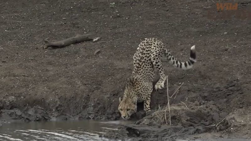 Crocodilo surpreende guepardo que bebia água em beira de rio