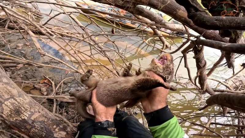 Filhote capturado poderia ser morto por cachorros de uma fazenda pr&oacute;xima – Foto: Reprodu&ccedil;&atilde;o