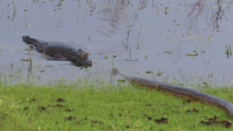R&eacute;pteis frente a frente, prontos para duelo de via ou morte – Foto: Reprodu&ccedil;&atilde;o