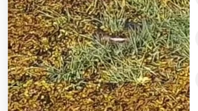 Sucuri aparece parcialmente entre vegetação flutuante em alagado