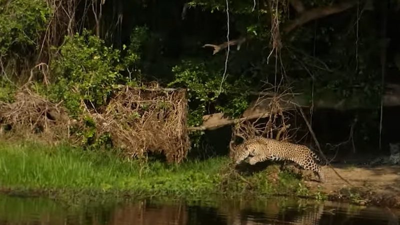 Felino d&aacute; o salto para pegar sua presa, mas foi um tiro no p&eacute; – Foto: Reprodu&ccedil;&atilde;o