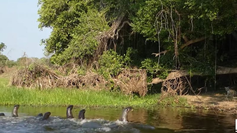 Onça ao fundo observa o bando de ariranhas agressivas