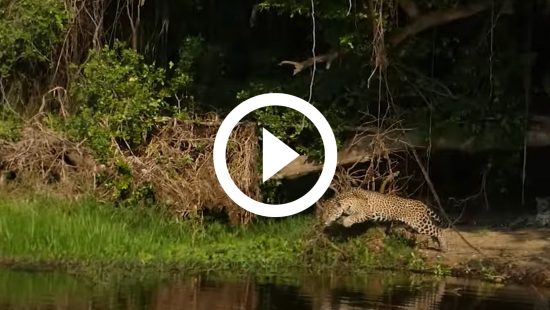 Rato ataca cascavel, ignora picadas e devora cobra: 'começou pelo