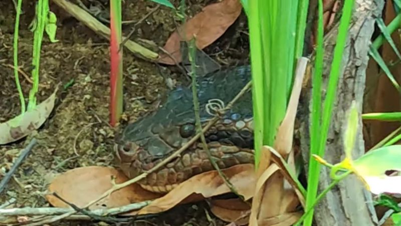 Guia chegou bem perto para fazer foto da cobra que tomava sol – Foto: Reprodu&ccedil;&atilde;o