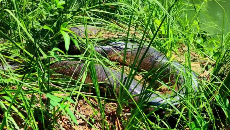 Sucuri tomando sol em moita é avistada por guia de turismo ecológico