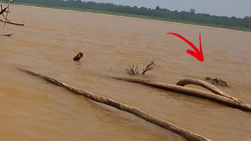 R&eacute;ptil estava camuflado e s&oacute; foi poss&iacute;vel perceber depois que o v&iacute;deo retrocedeu – Foto: Reprodu&ccedil;&atilde;o