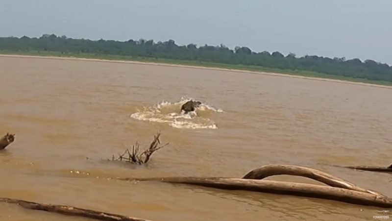 Pescador avista jacaré à distância quando pescava no rio Madeira