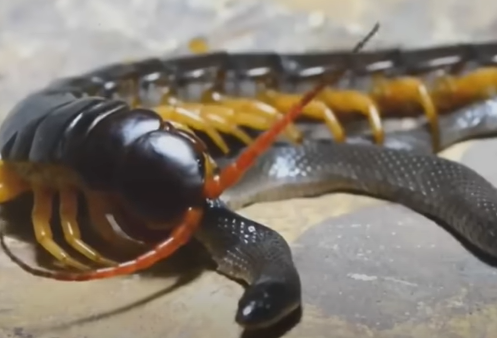 Centopeia e cobra em vídeo inusitado