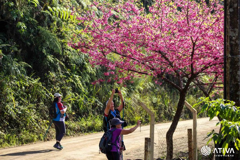 Foto mostra duas mulheres tirando uma foto de um ipê roxo à beira de um estrada de chão. Ao fundo aparece uma outra mulher de boné e mochila. Ao redor da estrada há uma mata verde.