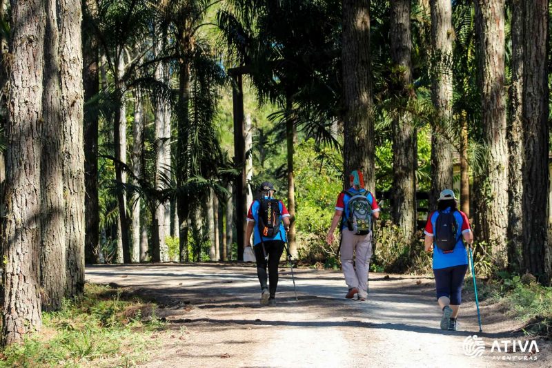 Três pessoas caminham por entre grande árvores que fazem sombra na estrada. A copa das árvores não aparece na foto. As pessoas usam mochila, bonés e cajado de caminhada. Elas estão de costas para a fotografia.