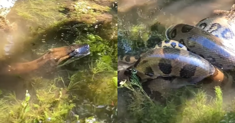 A sucuri se deu bem mais uma vez. 