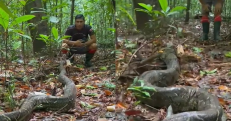 The guide showed courage by approaching a huge boa constrictor.  – Photo: Louis Wildlife/Reproduction/ND