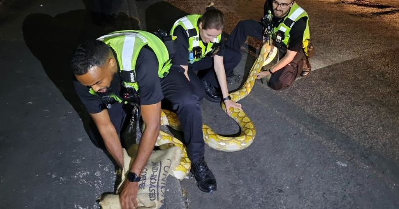 Animal foi capturado por policiais em servi&ccedil;o – Foto: UPI News/Reprodu&ccedil;&atilde;o/ND