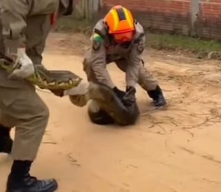 Três bombeiros foram necessários para realizar o resgate da cobra 