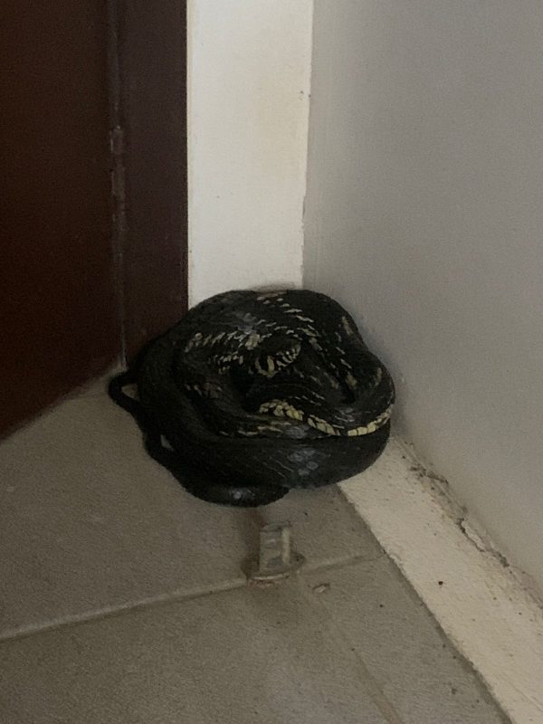 Cobra semelhante à naja é encontrada em Balneário Camboriú - NSC Total