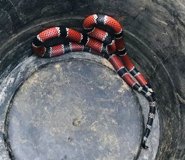 Identificar uma cobra-coral verdadeira de uma falsa pode ser crucial, pois algumas espécies não venenosas podem apresentar padrões semelhantes