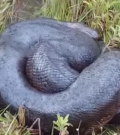 Vídeo que mostra cobra azul extremamente venenosa viraliza no