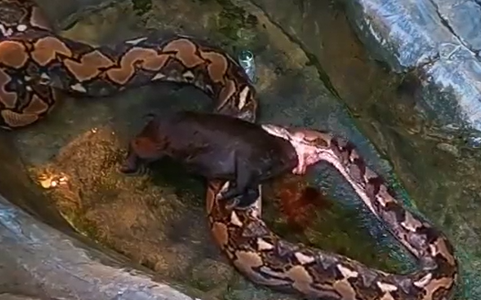 Cobra píton se alimentando de porco
