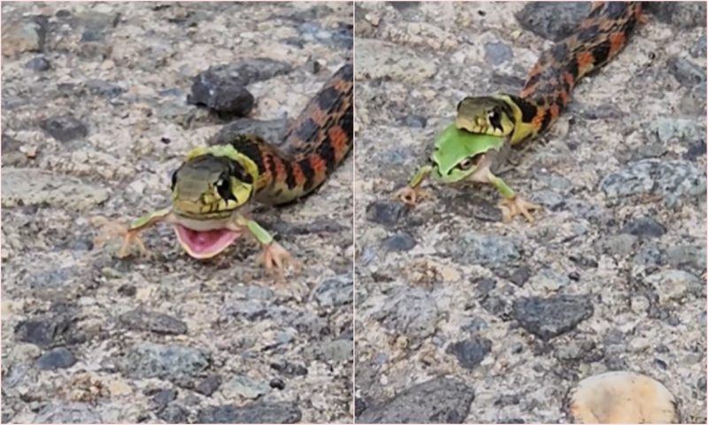 The video shows how the frog kicks the snake's mouth 