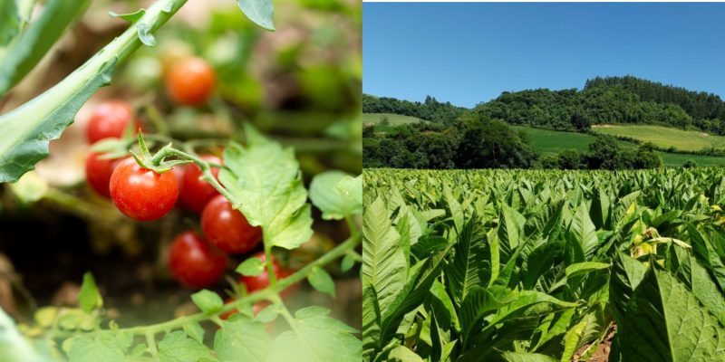 Tomateiros e p&eacute;s de fumo foram colocados a prova no experimento dos especialistas. – Foto: Montagem/Freepik/Secretaria da Agricultura/Divulga&ccedil;&atilde;o/ND