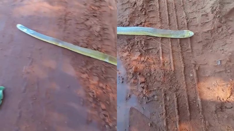 A cobra estava atravessando tranquilamente uma estrada de terra quando foi flagrada pelo morador 