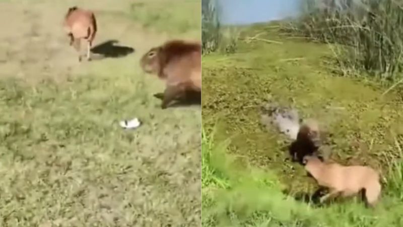 A capivara foi se aproximando sorrateiramente do cachorro que ao perceber o perigo se joga para fora do lago na "velocidade da luz"