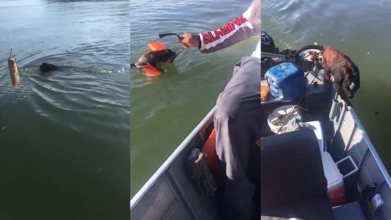 O pescador viu o animal boiando e achou que se tratava de um grande cachorro, mas foi surpreendido momentos depois