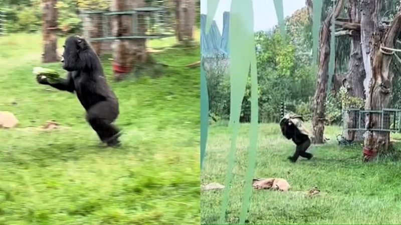 Os gorilas ao perceberem uma chuva torrencial foram rápidos e espertos para se cobrir e tentar buscar abrigo enquanto a plateia assistia aos risos 